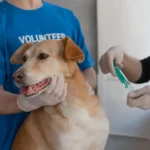 ветеринарная клиника vetcitypets